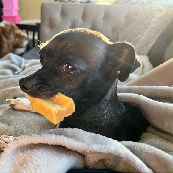 Easy Stitch DIY Dog Bandana Kit - Picture 5 of 5